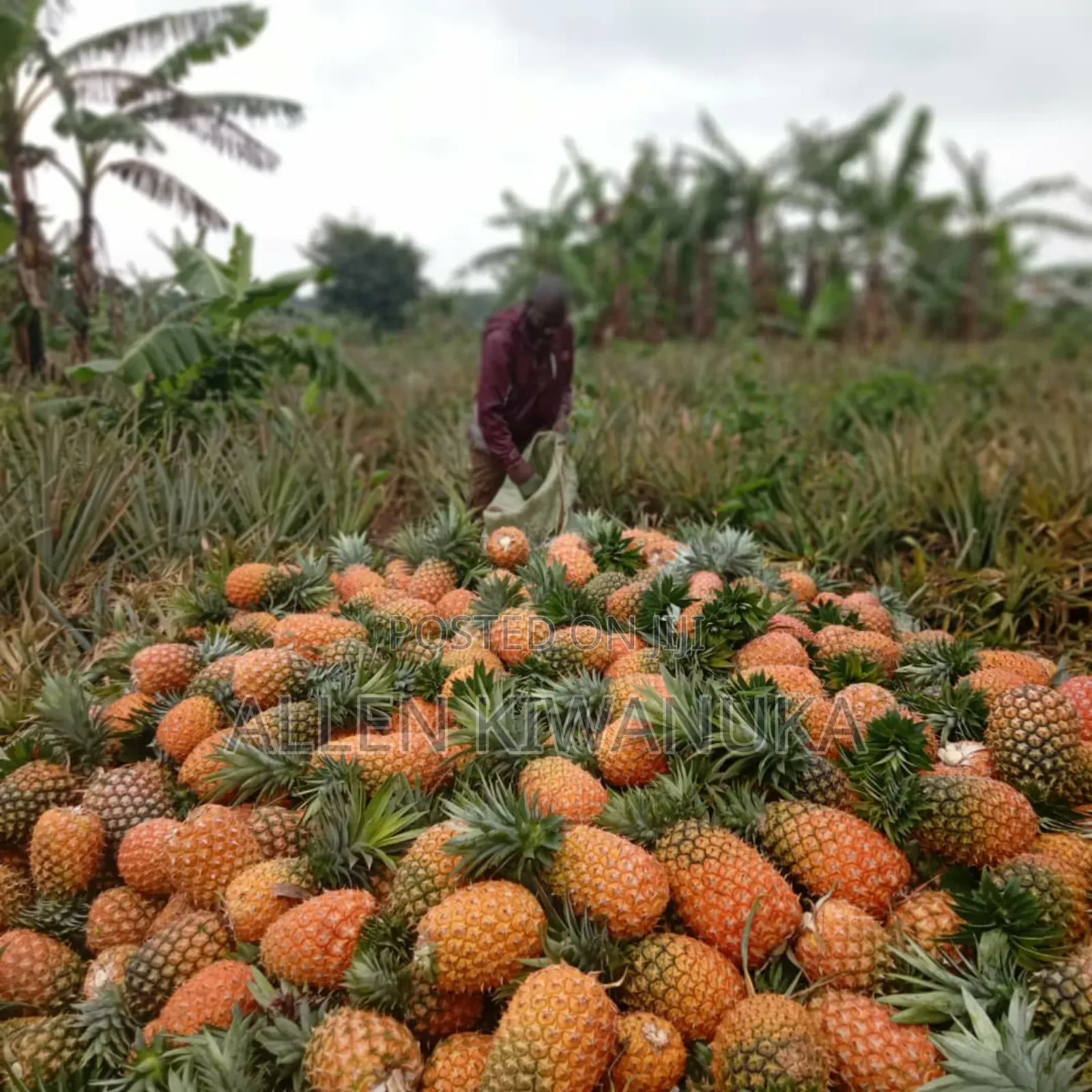 Pineapple Express on Large Scale