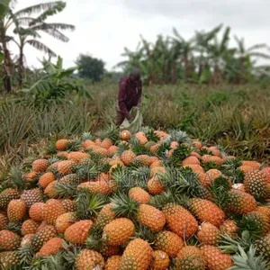 Pineapple Express on Large Scale