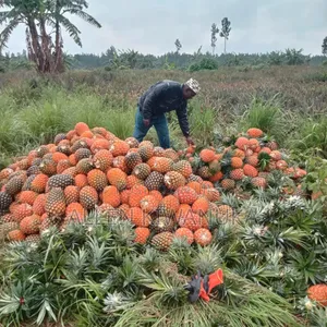 Pineapple Express on Large Scale