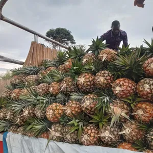 Pineapple Express on Large Scale