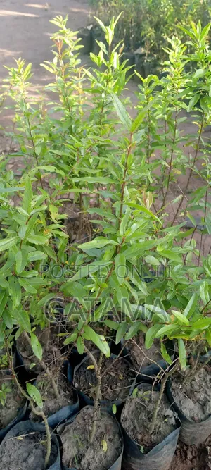 Pomegranate/Punica Granatum Seedlings