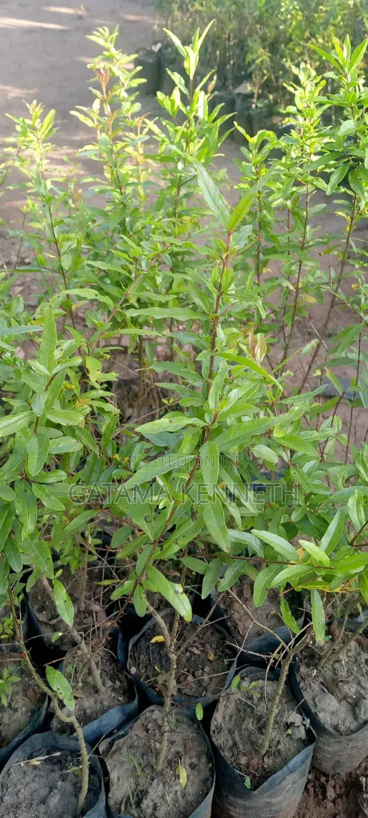 Pomegranate/Punica Granatum Seedlings