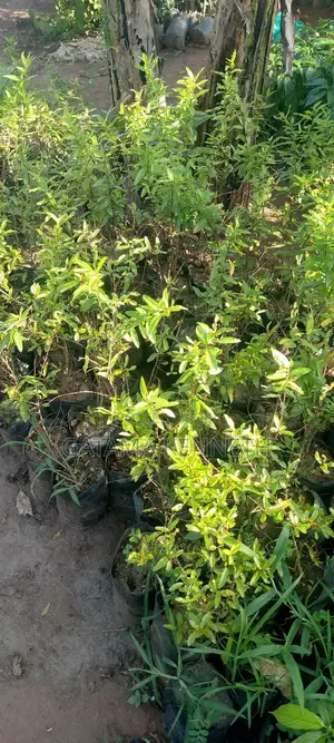 Pomegranate/Punica Granatum Seedlings