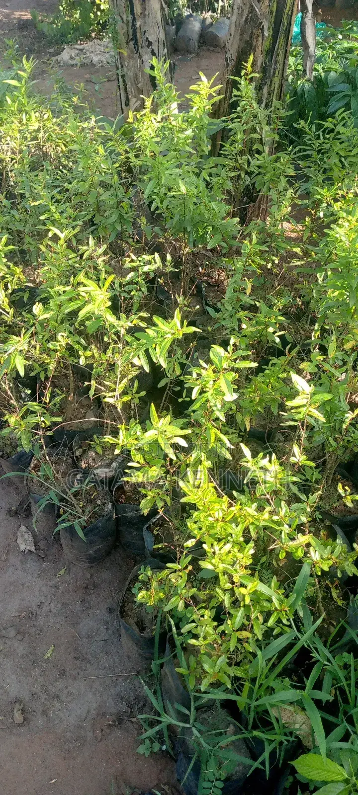 Pomegranate/Punica Granatum Seedlings
