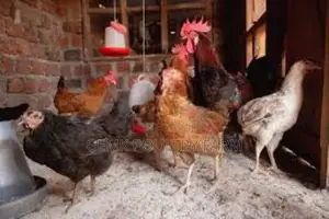 Gemk Poultry Farm