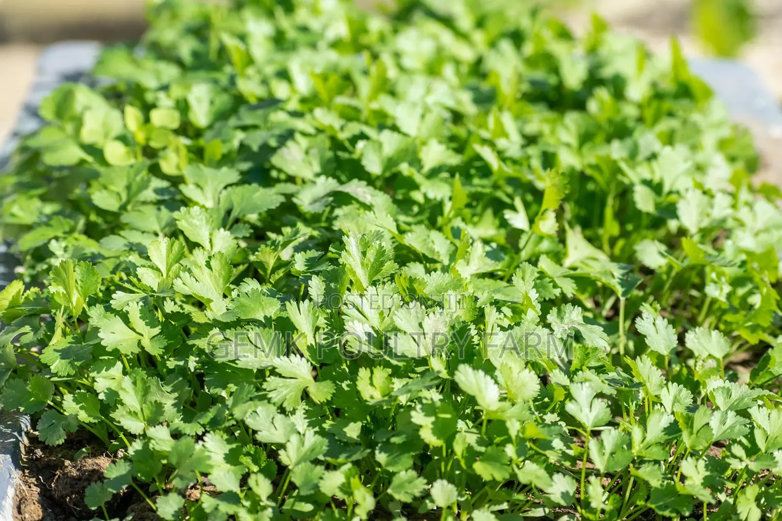 Gemk Vegetables