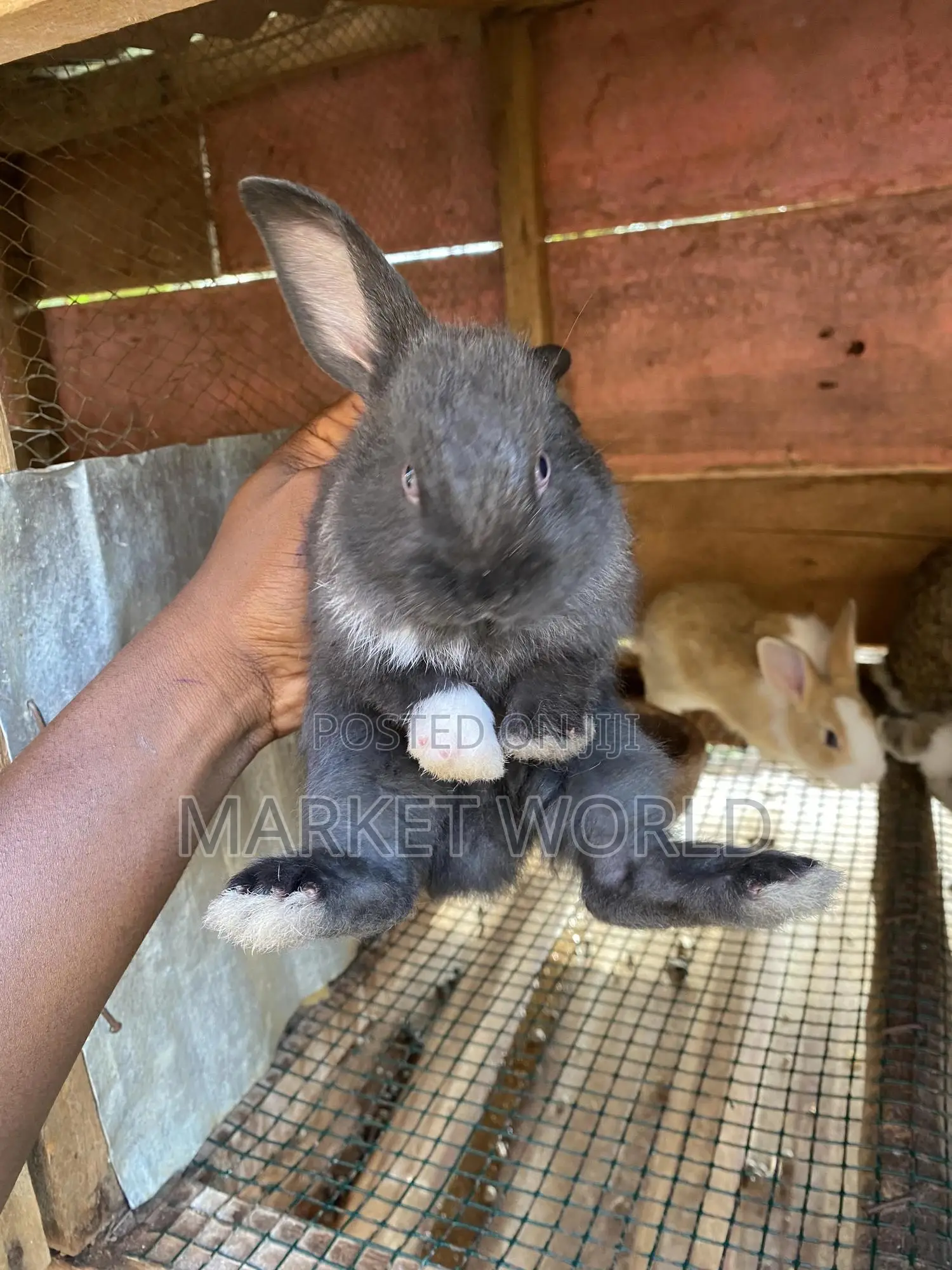 Rabbit Bunnies