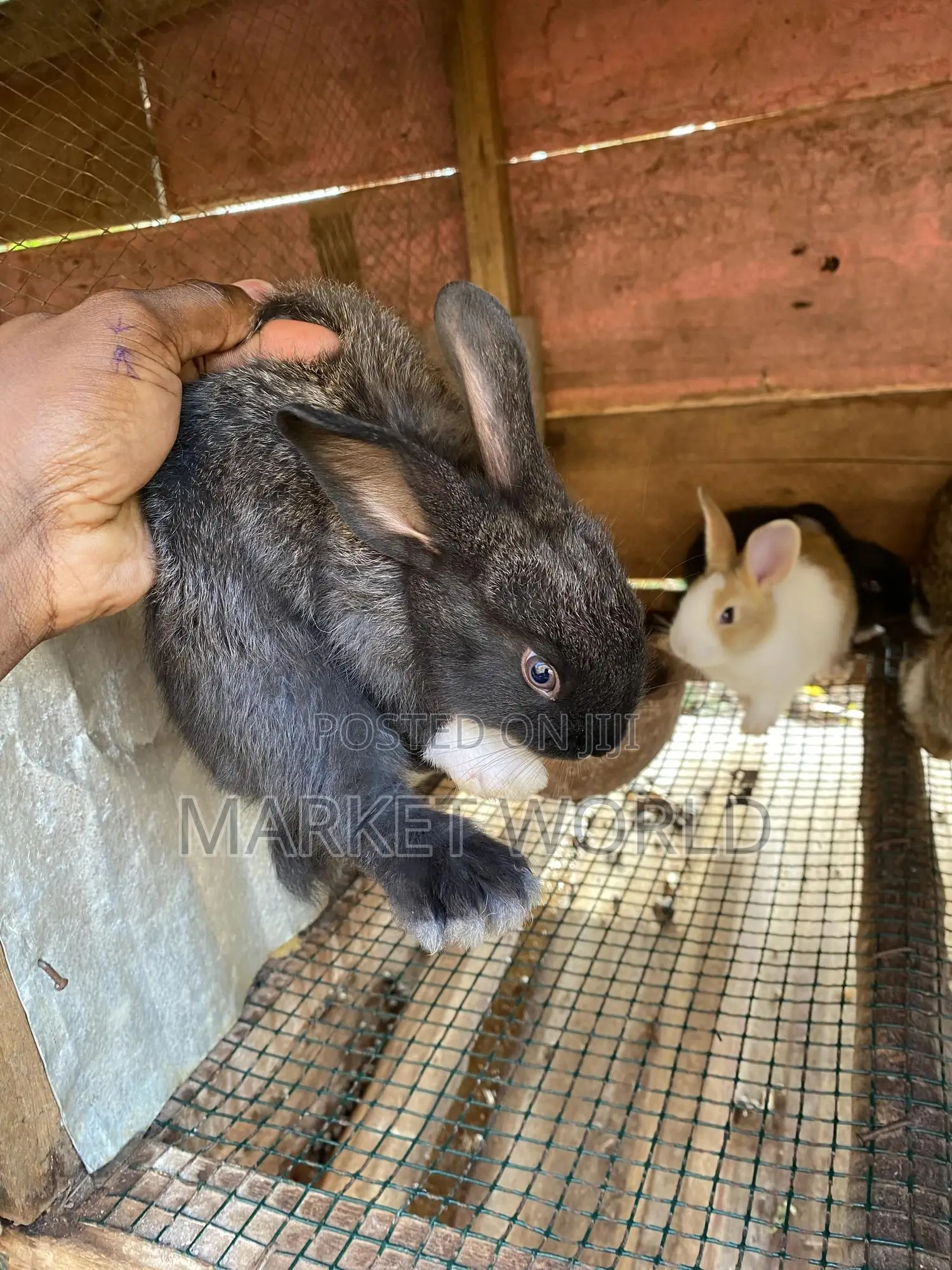 Rabbit Bunnies