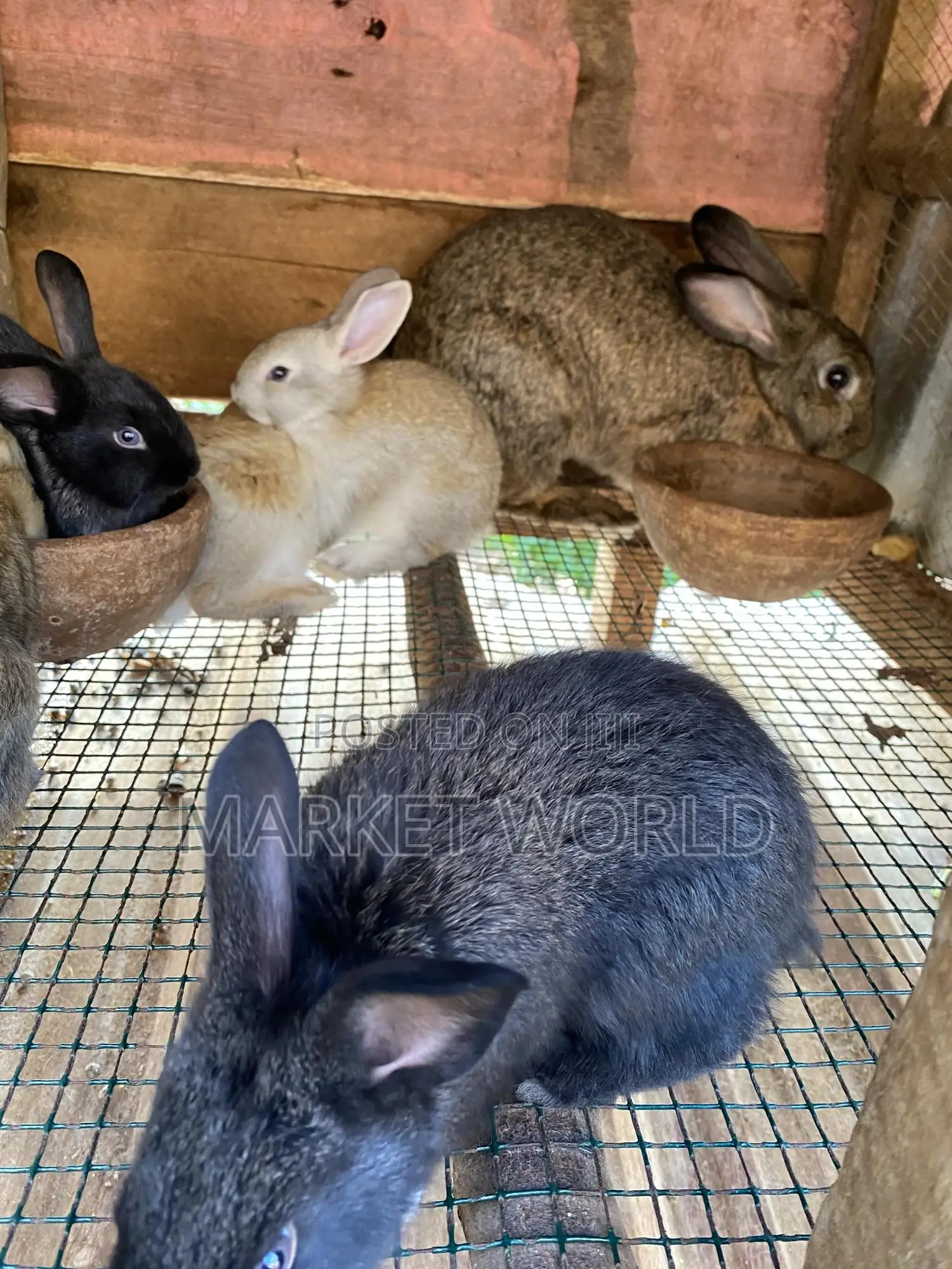 Rabbit Bunnies