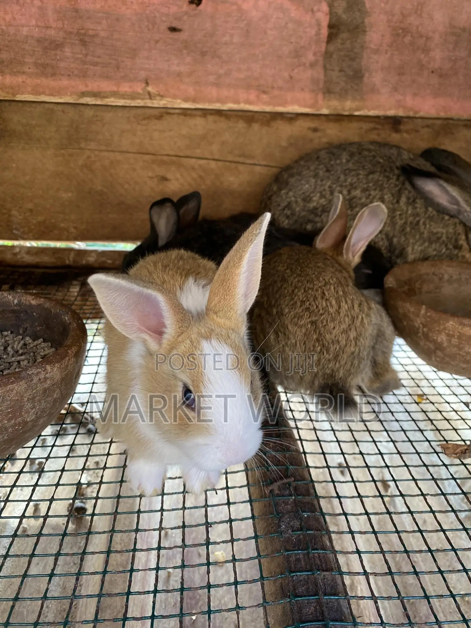 Rabbit Bunnies