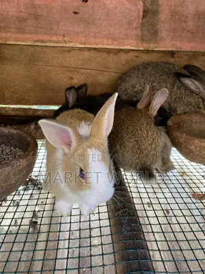Rabbit Bunnies