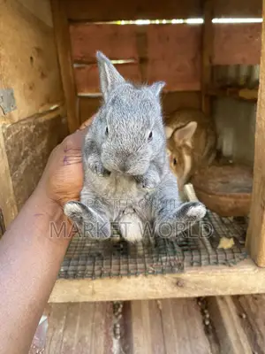 Rabbit Bunnies