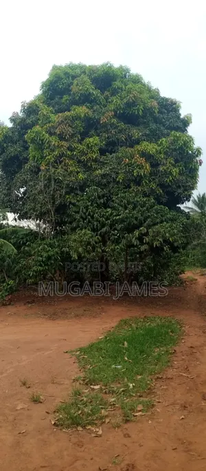 Farmland for Sale in Kikyusa