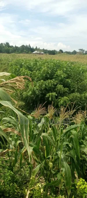 Farmland for Sale in Kikyusa