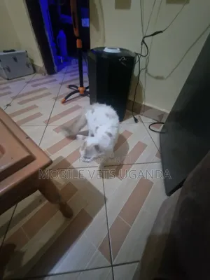 1-3 months Female Purebred Ragdoll