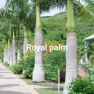 Loyal Palm