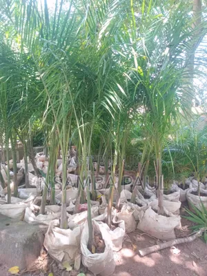 Loyal Palm