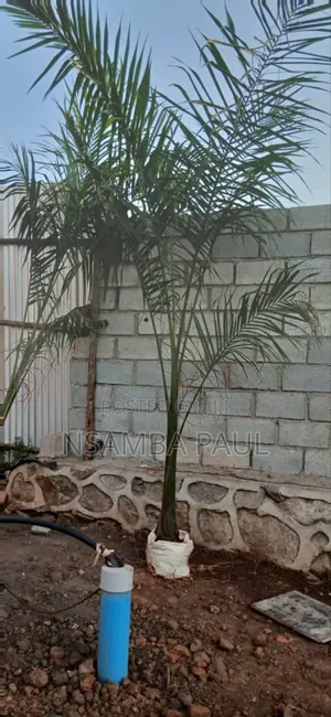 Loyal Palm