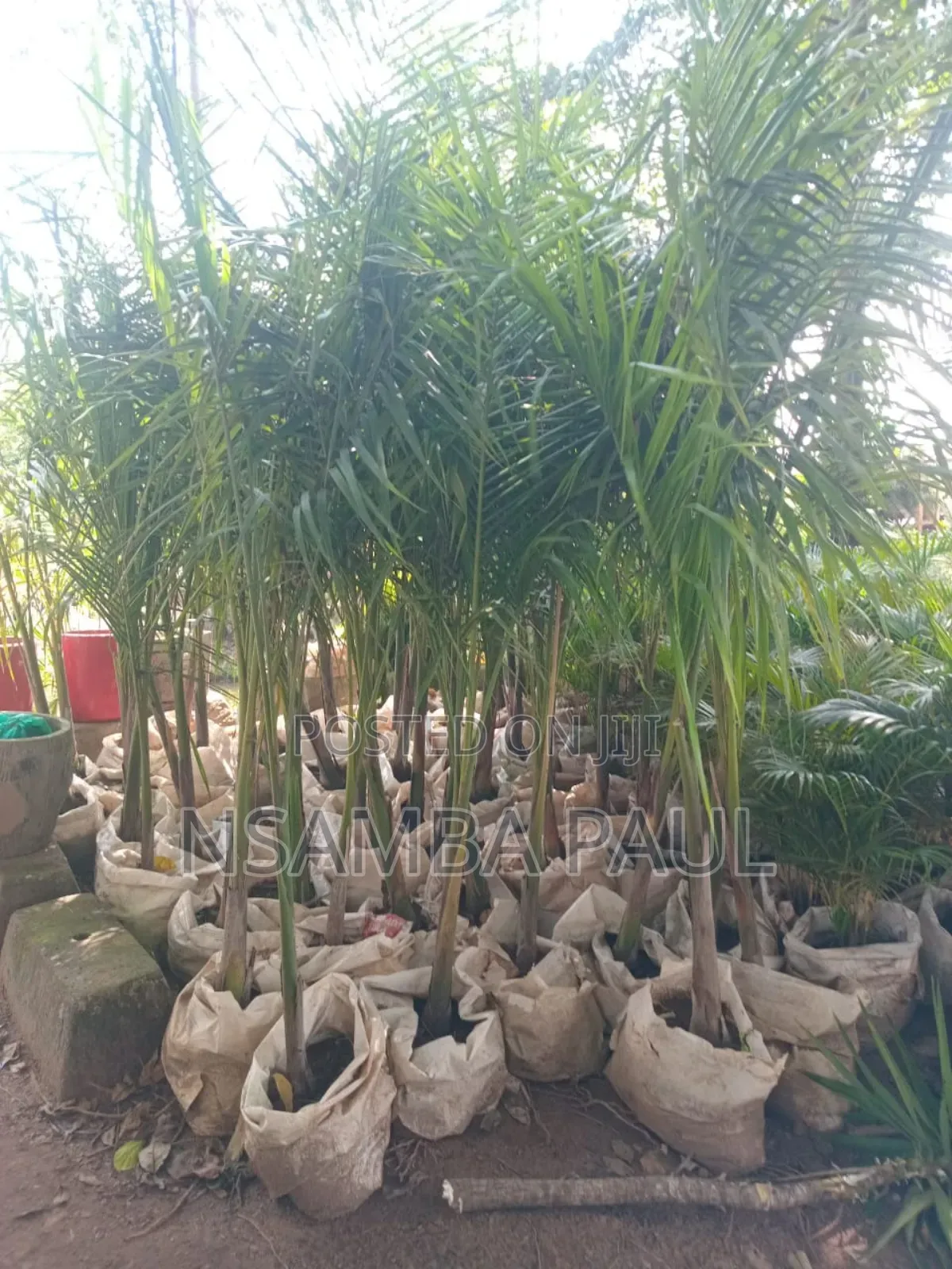 Loyal Palm