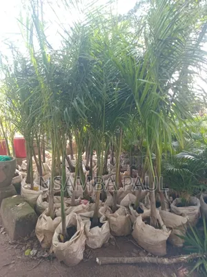 Loyal Palm