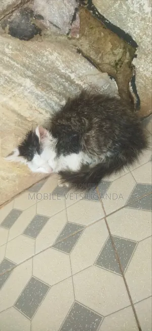 3-6 months Female Purebred Bombay
