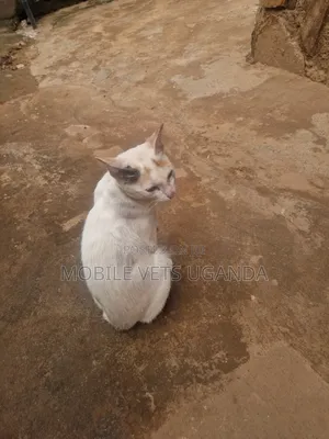 3-6 months Male Purebred Abyssinian