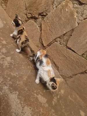 0-1 month Female Purebred American Bobtail