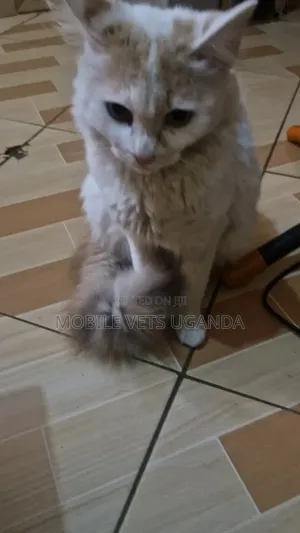 3-6 months Male Purebred American Curl