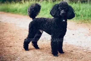6-12 months Male Purebred Poodle