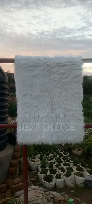 Expert Carpet Cleaning Services for Pure Clean Carpets