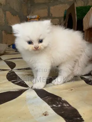 1-3 months Male Purebred Persian