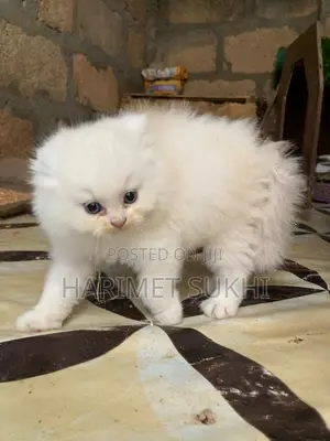 1-3 months Male Purebred Persian