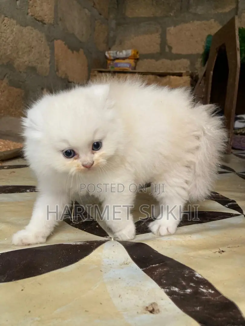 1-3 months Male Purebred Persian