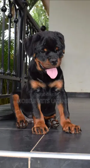 1-3 months Female Purebred Rottweiler