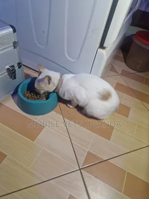 3-6 months Male Purebred Balinese