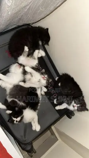 1-3 months Male Purebred Persian