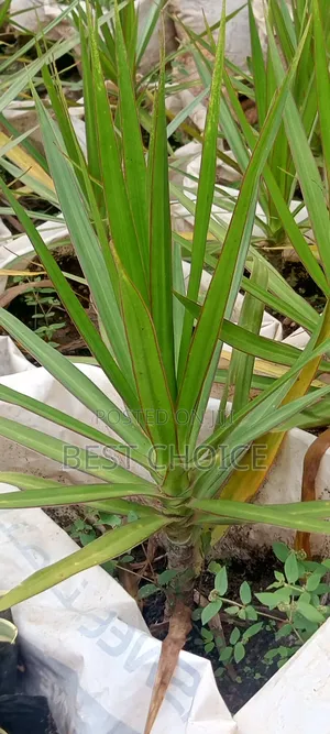 Dracaena,Air Purifier, Low Maintenance.