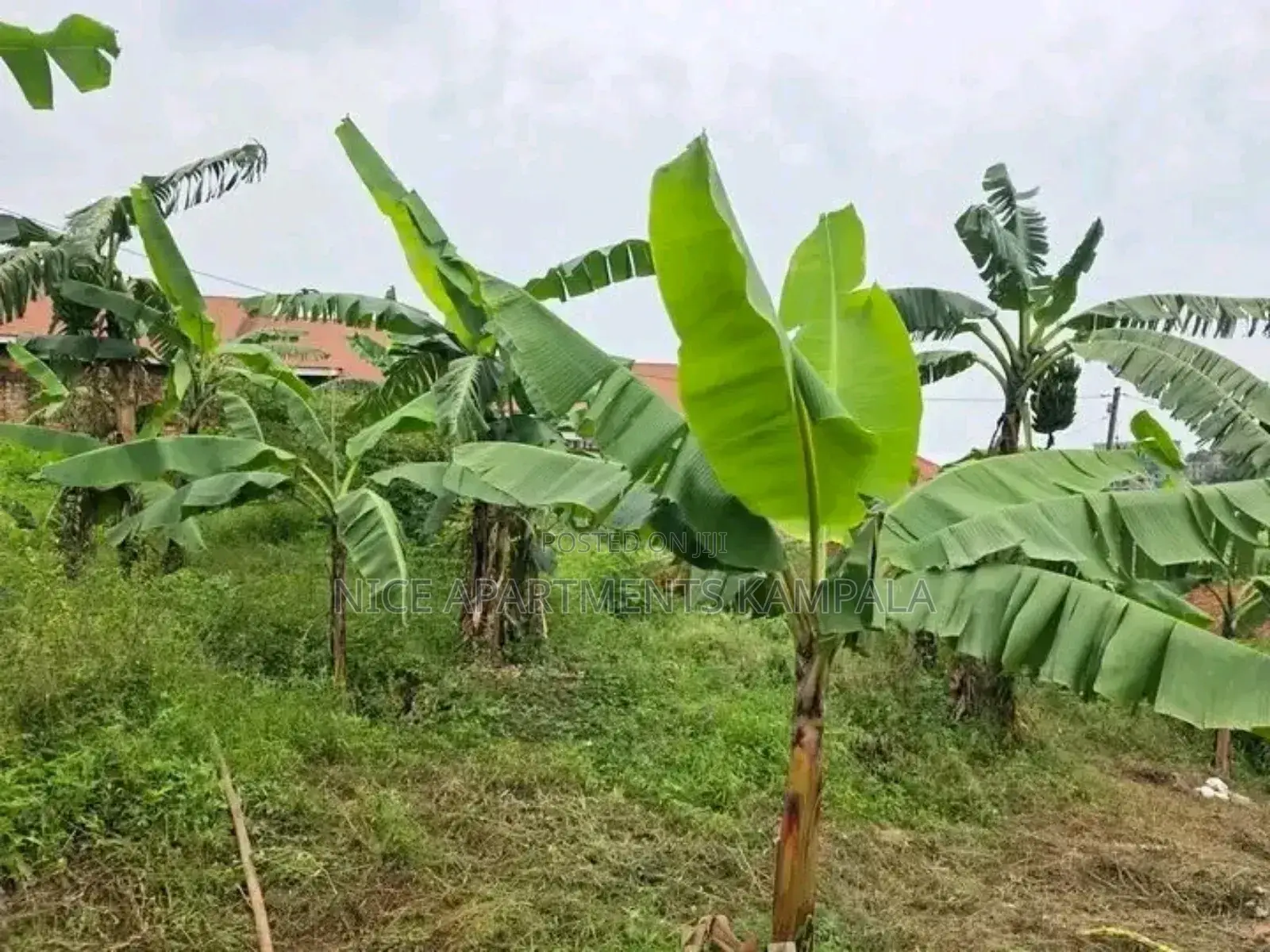 Naalya 35 Decimals Plot for Sale