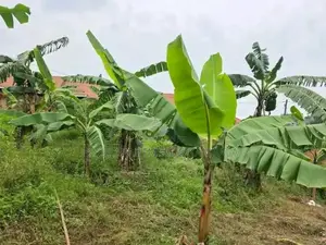 Naalya 35 Decimals Plot for Sale