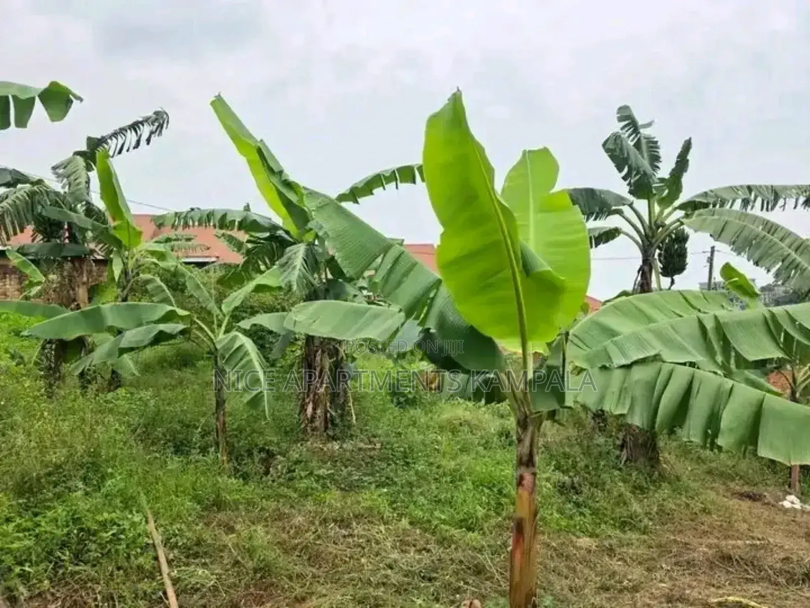 Naalya 35 Decimals Plot for Sale
