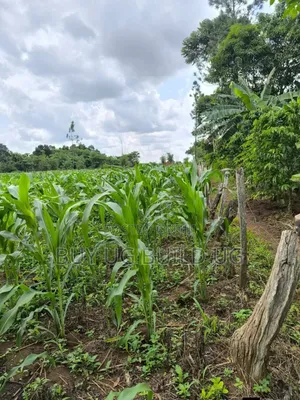 Quick Sale   
 Farmers! 215_acres 10m Luwero Kakooge