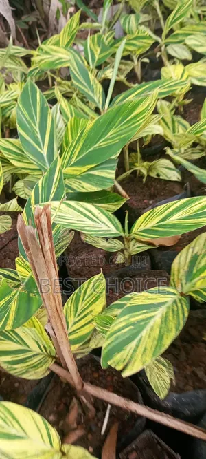 Alpinia Yellow , Sunshine Plants, Brighten Up