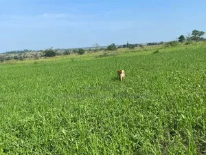 Farm for Sale
