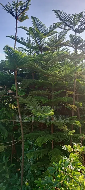 Alceria Plants, Green and Lovely