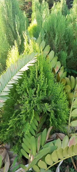 Thuja Plants, the Ever Green Beauty