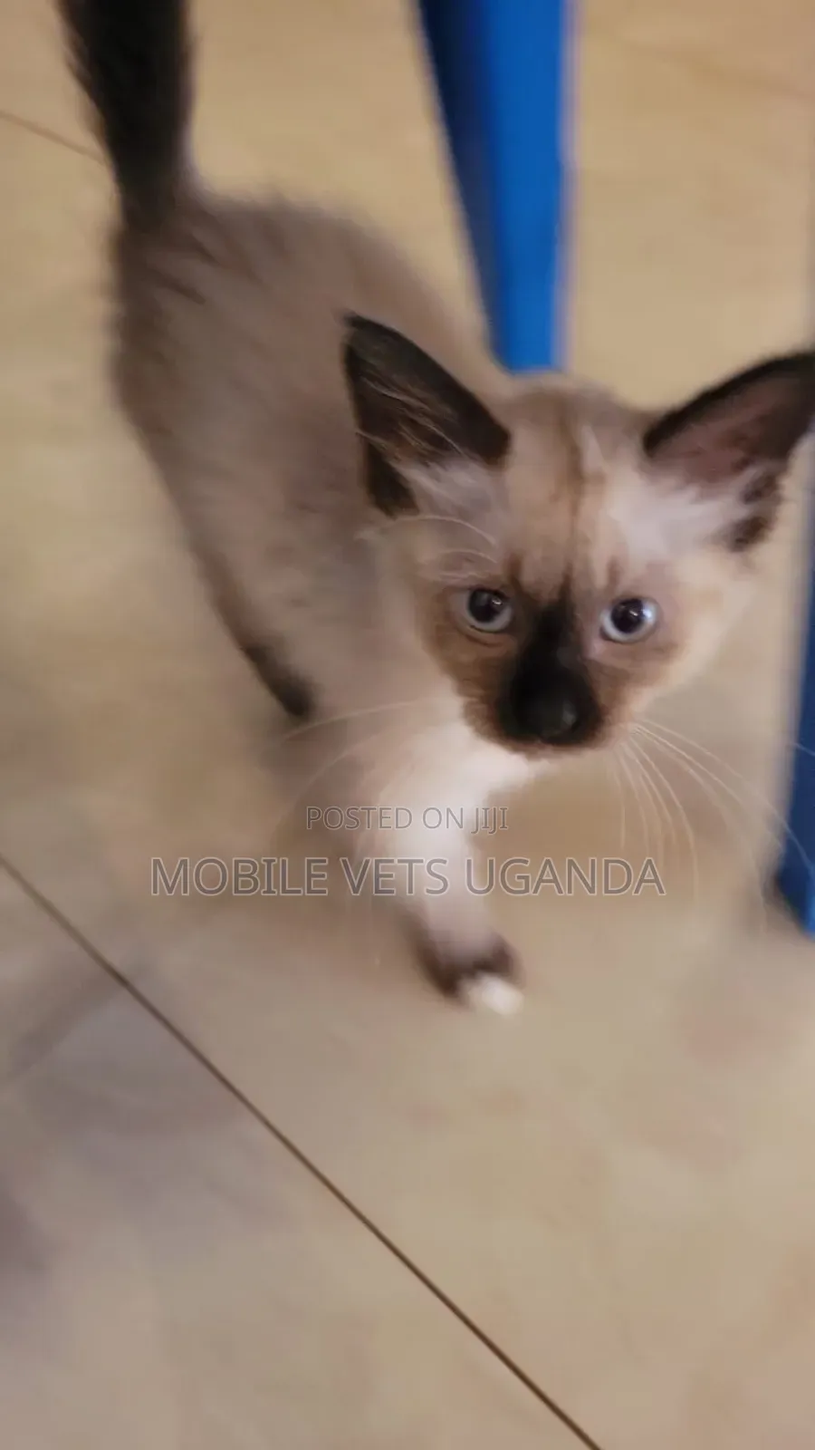 1-3 months Male Purebred Ragdoll