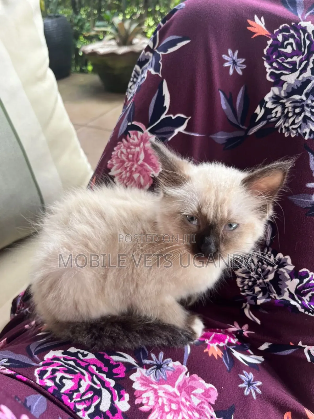 3-6 months Female Purebred Ragdoll