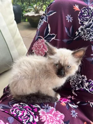 3-6 months Female Purebred Ragdoll