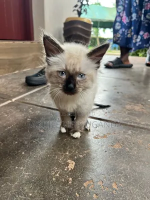 1-3 months Male Purebred Bombay
