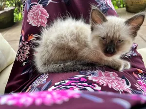 1-3 months Female Purebred Ragamuffin